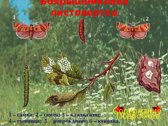 Боярышниковая листовертка 1 2 6 3 4 5 Содержание Подробнее 1 – самка; 2 – самец; 3 – кладка яиц; 4 – гусеница; 5 - повреждение; 6 – куколка. 