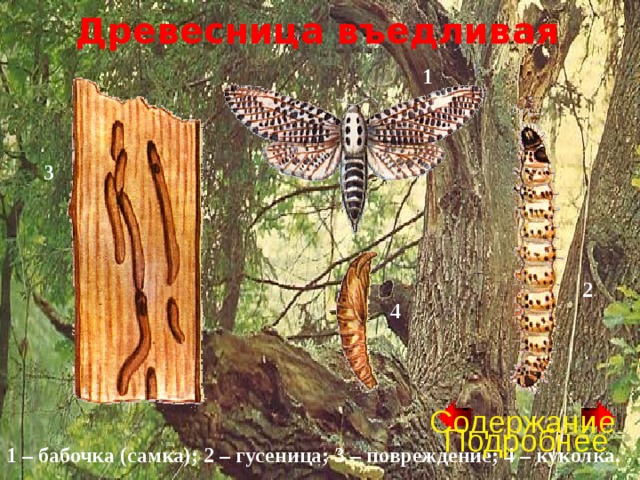 Древесница въедливая 1 3 2 4 Содержание Подробнее 1 – бабочка (самка); 2 – гусеница; 3 – повреждение; 4 – куколка. 