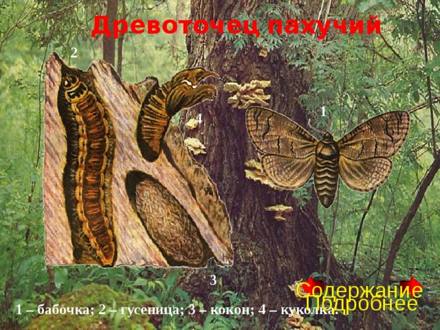 Древоточец  пахучий 2 1 4 3 Содержание Подробнее 1 – бабочка; 2 – гусеница; 3 – кокон; 4 – куколка. 