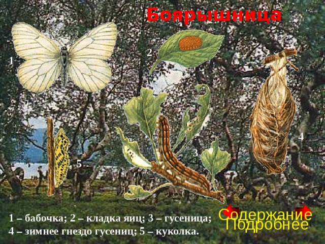 Боярышница 2 1 4 3 5 Содержание 1 – бабочка; 2 – кладка яиц; 3 – гусеница; 4 – зимнее гнездо гусениц; 5 – куколка. Подробнее 