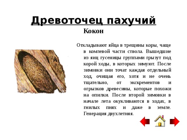 Сосновый шелкопряд  Бабочка Размах крыльев бабочки 65—90 мм. Крылья окрашены под цвет сосновой коры. На передних крыльях три поперечные линии, а часто и коричневая перевязь, вблизи середины крыла белое полулунное пятнышко. Задние крылья одноцветные, бурые. Лёт бабочек начинается с середины июня и заканчивается в начале августа. Днем бабочки сидят неподвижно на стволе или ветвях. При массовом размножении встречаются повсеместно. Бабочки не питаются, ротовые органы их недоразвиты. В сумерки и ночью бабочки перелетают на незначительные расстояния. 