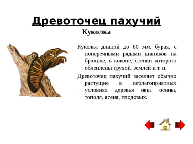 Сосновый шелкопряд  Кладка яиц Спариваются и откладывают яички обычно на хвою кучками по 10—100 шт., после чего погибают.  Свежеотложенные яйца голубовато-зеленые, спустя некоторое время становятся серыми. 