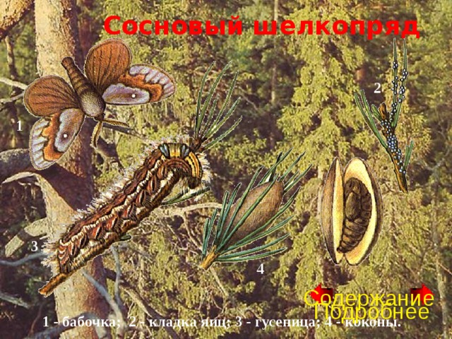 Сосновый шелкопряд 2 1 3 4 Содержание Подробнее 1 - бабочка; 2 - кладка яиц; 3 - гусеница; 4 - коконы. 