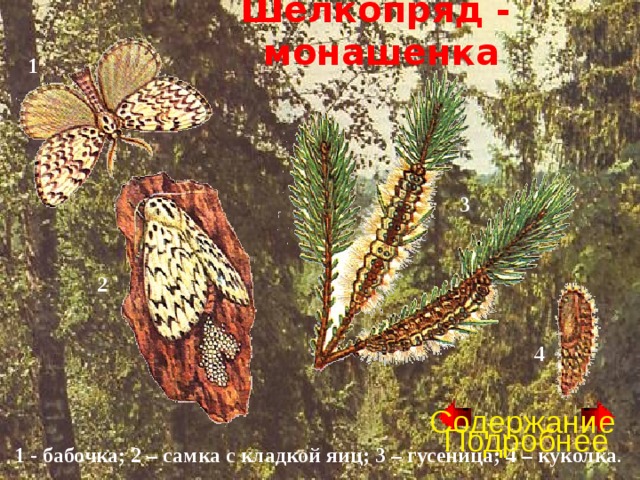 Шелкопряд - монашенка 1 3 2 4 Содержание Подробнее 1 - бабочка; 2 – самка с кладкой яиц; 3 – гусеница; 4 – куколка . 