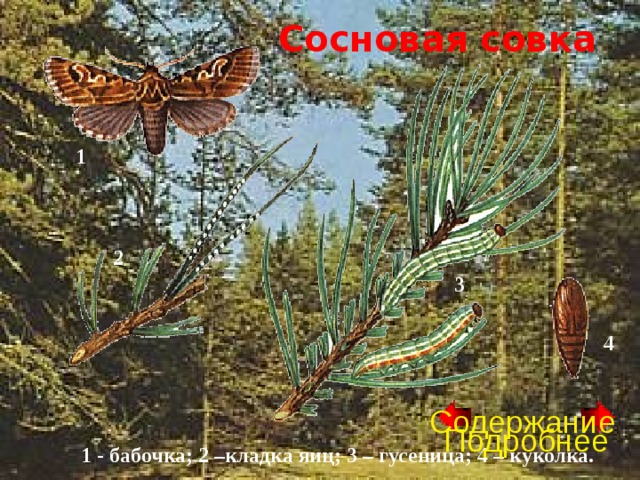 Сосновая совка 1 2 3 4 Содержание Подробнее 1 - бабочка; 2 –кладка яиц; 3 – гусеница; 4 – куколка.  