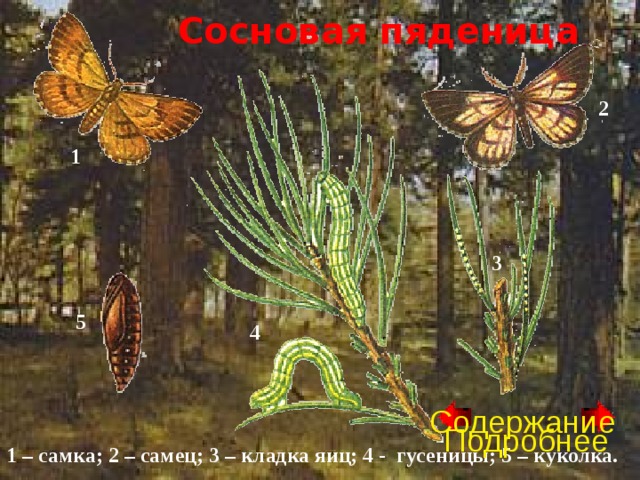 Сосновая пяденица 2 1 3 5 4 Содержание Подробнее 1 – самка; 2 – самец; 3 – кладка яиц; 4 - гусеницы; 5 – куколка. 