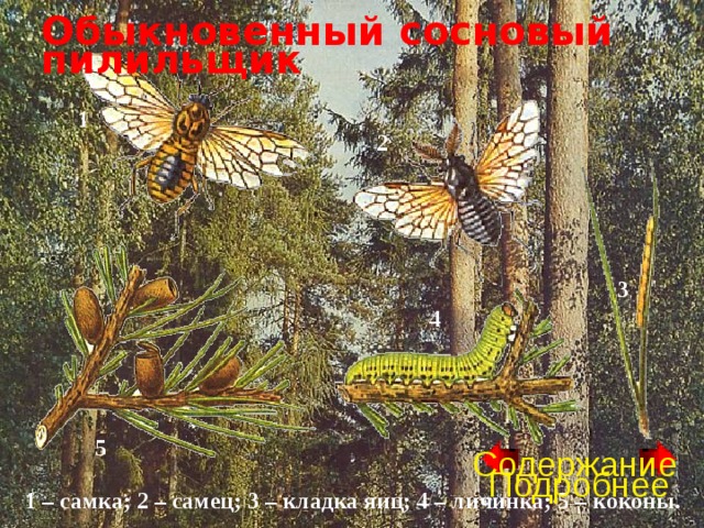 Обыкновенный сосновый пилильщик 1 2 3 4 5 Содержание Подробнее 1 – самка; 2 – самец; 3 – кладка яиц; 4 – личинка; 5 – коконы.  
