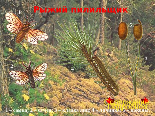 Рыжий пилильщик 1 5 3 2 4 Содержание Подробнее 1 – самка; 2 – самец; 3 – кладка яиц; 4 – личинка; 5 – коконы. 