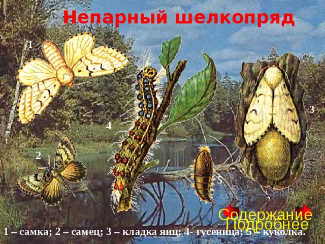 Непарный шелкопряд 1 3 4 2 5 Содержание Подробнее 1 – самка; 2 – самец; 3 – кладка яиц; 4- гусеница; 5 – куколка. 