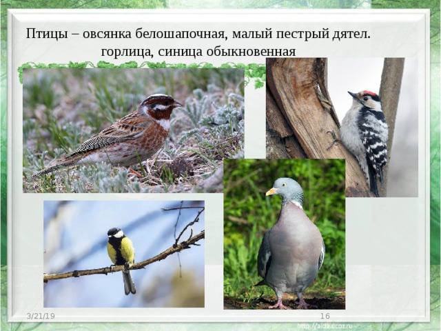 Птицы – овсянка белошапочная, малый пестрый дятел. горлица, синица обыкновенная 3/21/19  