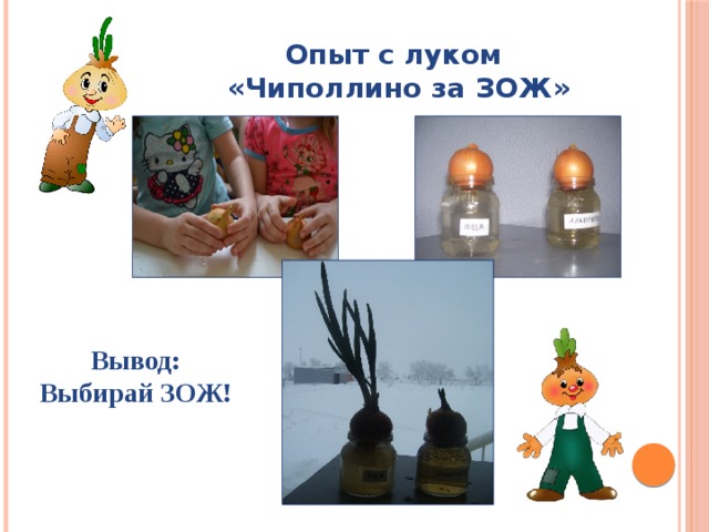 Опыт с луком «Чиполлино за ЗОЖ»   Вывод: Выбирай ЗОЖ!   