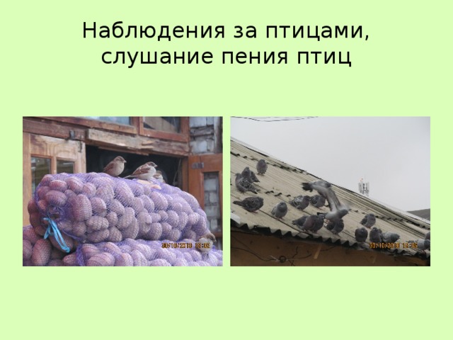 Наблюдения за птицами, слушание пения птиц 