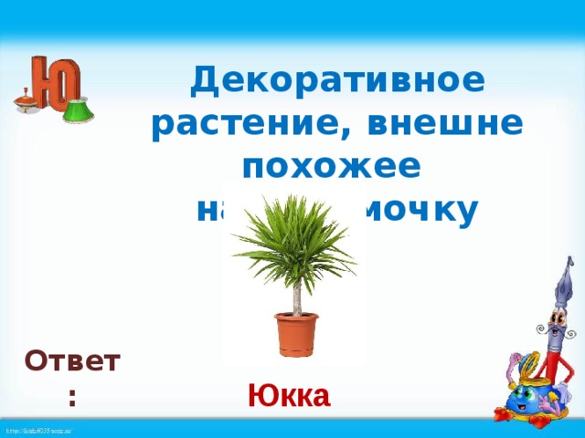 Декоративное растение, внешне похожее  на пальмочку   Ответ: Юкка