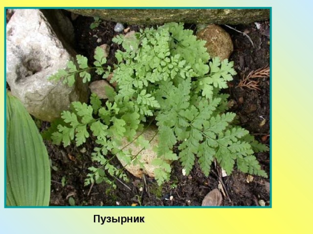 Пузырник 