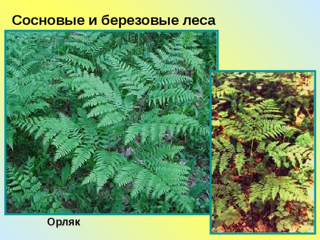 Сосновые и березовые леса Орляк 