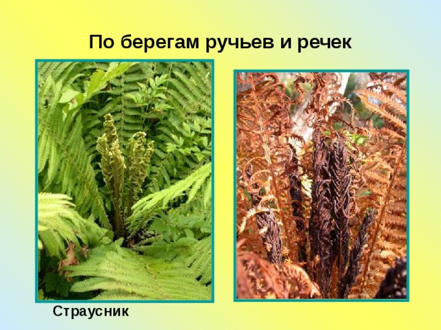 По берегам ручьев и речек   Страусник   
