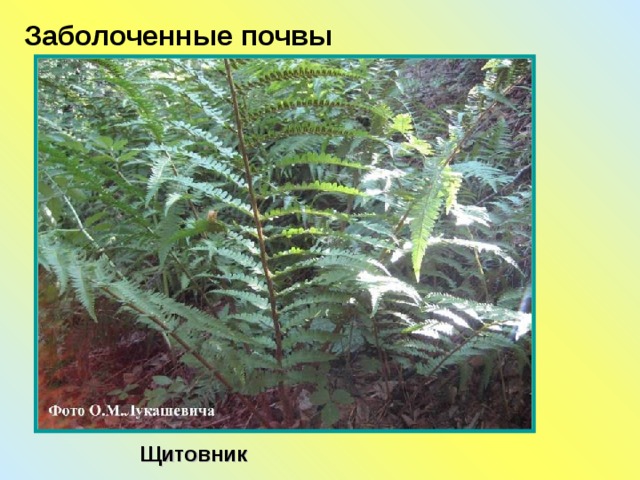 Заболоченные почвы Щитовник 