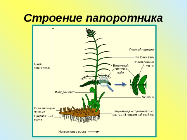 Строение папоротника 