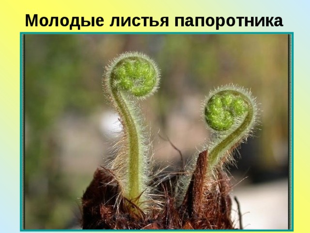 Молодые листья папоротника 