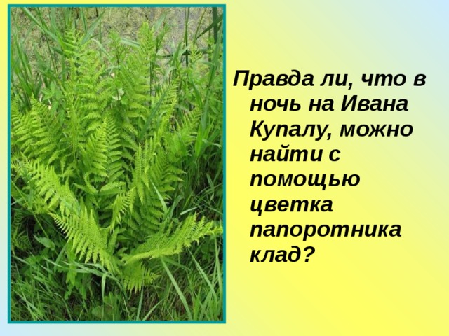 Правда ли, что в ночь на Ивана Купалу, можно найти с помощью цветка папоротника клад? 