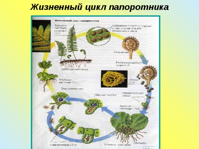 Жизненный цикл папоротника 