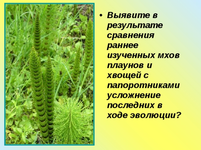 Выявите в результате сравнения раннее изученных мхов плаунов и хвощей с папоротниками усложнение последних в ходе эволюции? 