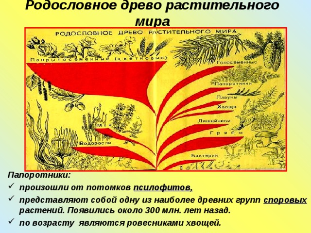 Родословное древо растительного мира Папоротники: произошли от потомков псилофитов, представляют собой одну из наиболее древних групп споровых растений. Появились около 300 млн. лет назад. по возрасту являются ровесниками хвощей. 