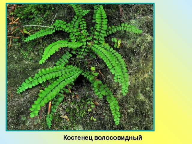 Костенец волосовидный 