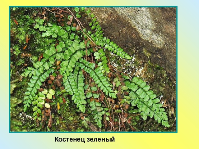Костенец зеленый 