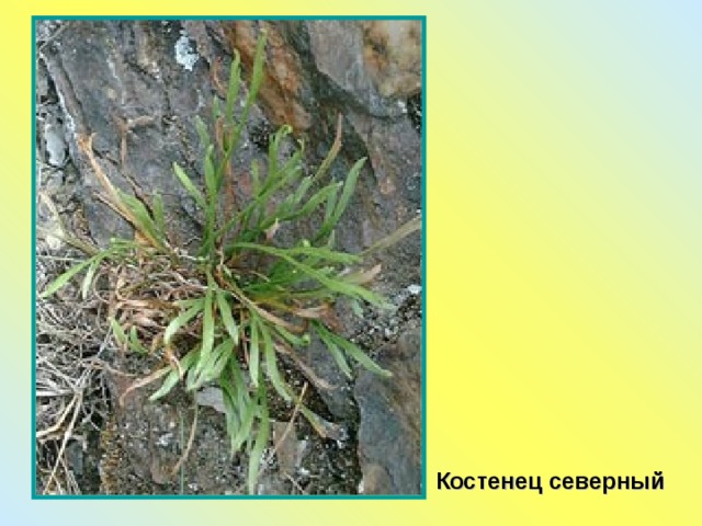 Костенец северный 
