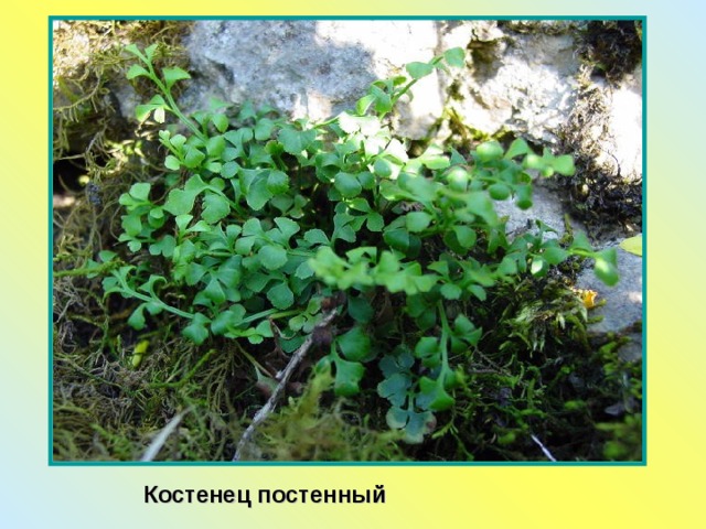 Костенец постенный 