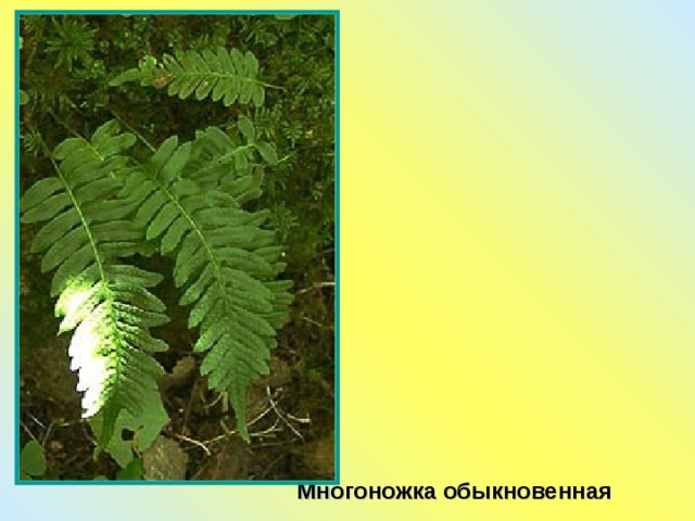 Многоножка обыкновенная 
