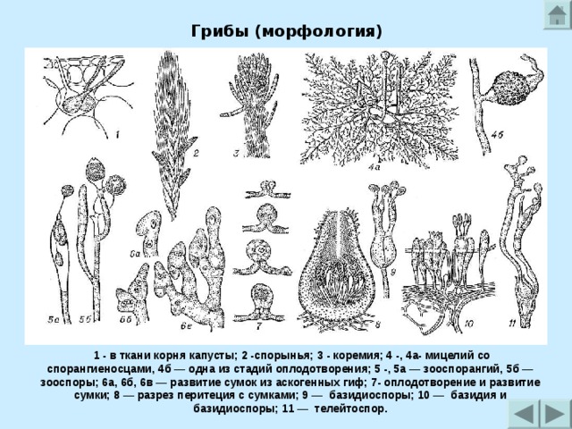 Грибы (морфология)  1 - в ткани корня капусты; 2 -спорынья; 3 - коремия; 4 -, 4a- мицелий со спорангиеносцами, 4б — одна из стадий оплодотворения; 5 -, 5a — зооспорангий, 5б — зооспоры; 6a, 6б, 6в — развитие сумок из аскогенных гиф; 7- оплодотворение и развитие сумки; 8 — разрез перитеция с сумками; 9 — базидиоспоры; 10 — базидия и базидиоспоры; 11 — телейтоспор. 