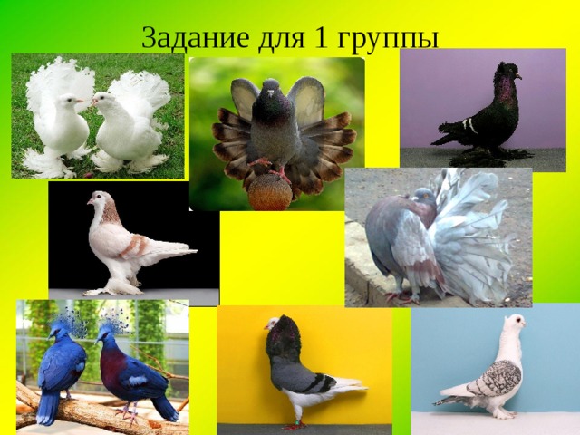 Задание для 1 группы 