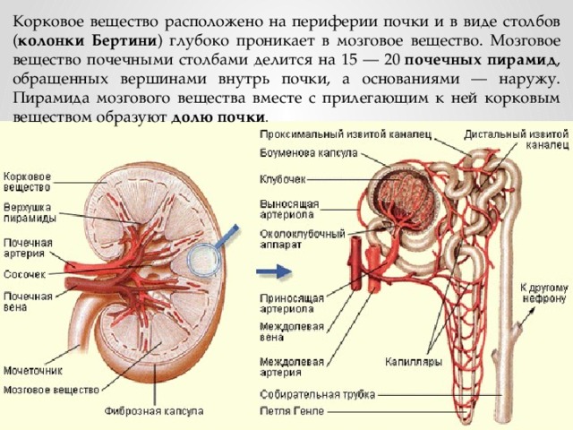 Корковое вещество расположено на периферии почки и в виде столбов ( колонки Бертини ) глубоко проникает в мозговое вещество. Мозговое вещество почечными столбами делится на 15 — 20  почечных пирамид , обращенных вершинами внутрь почки, а основаниями — наружу. Пирамида мозгового вещества вместе с прилегающим к ней корковым веществом образуют  долю почки . 