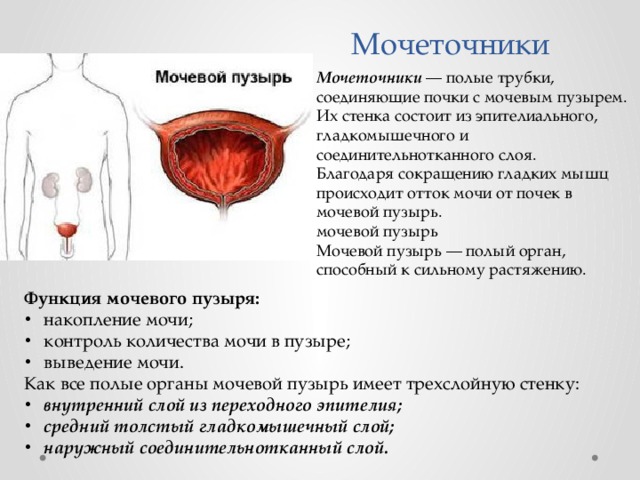  Мочеточники Мочеточники — полые трубки, соединяющие почки с мочевым пузырем. Их стенка состоит из эпителиального, гладкомышечного и соединительнотканного слоя. Благодаря сокращению гладких мышц происходит отток мочи от почек в мочевой пузырь. мочевой пузырь Мочевой пузырь — полый орган, способный к сильному растяжению. Функция мочевого пузыря: накопление мочи; контроль количества мочи в пузыре; выведение мочи. Как все полые органы мочевой пузырь имеет трехслойную стенку: внутренний слой из переходного эпителия; средний толстый гладкомышечный слой; наружный соединительнотканный слой. 