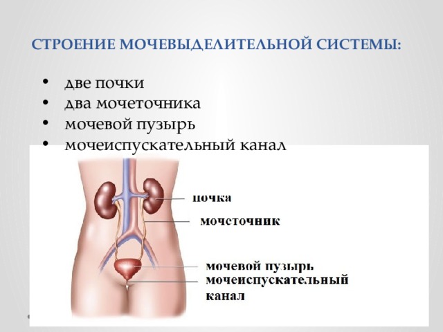 СТРОЕНИЕ МОЧЕВЫДЕЛИТЕЛЬНОЙ СИСТЕМЫ: две почки два мочеточника мочевой пузырь мочеиспускательный канал 