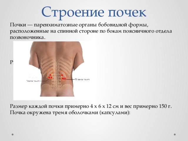 Строение почек Почки — паренхиматозные органы бобовидной формы, расположенные на спинной стороне по бокам поясничного отдела позвоночника. Рис. Расположение почек Размер каждой почки примерно 4 х 6 х 12 см и вес примерно 150 г. Почка окружена тремя оболочками (капсулами): 