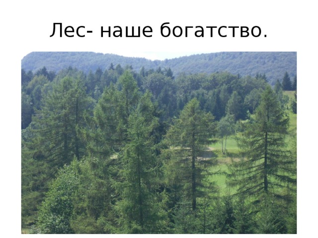 Лес- наше богатство. 