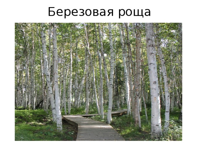 Березовая роща 