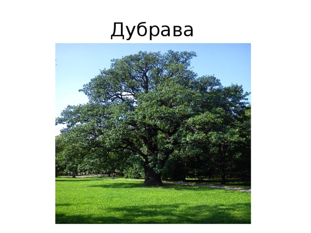 Дубрава 