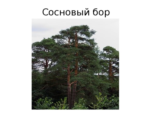 Сосновый бор 