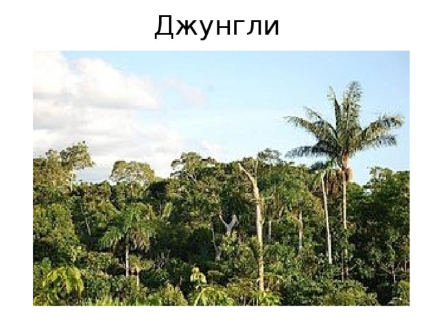 Джунгли 