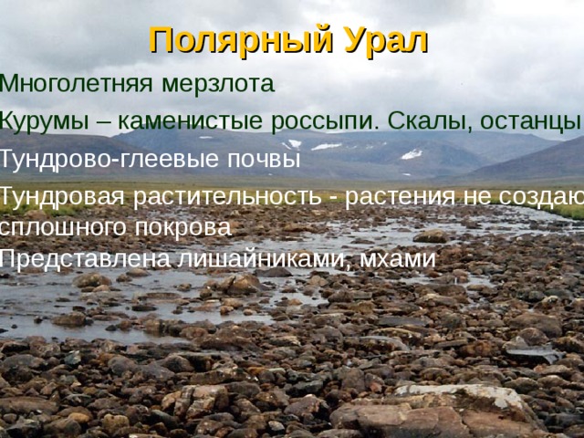 Полярный Урал Многолетняя мерзлота Курумы – каменистые россыпи. Скалы, останцы Тундрово-глеевые почвы Тундровая растительность - растения не создают сплошного покрова  Представлена лишайниками, мхами 