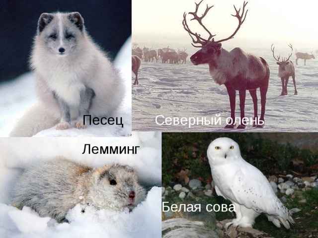 Песец Северный олень Лемминг      Белая сова 