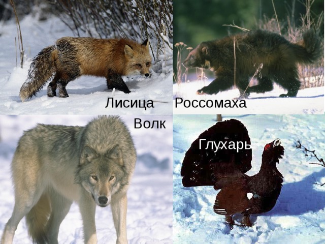 Лисица  Россомаха  Волк       Глухарь 