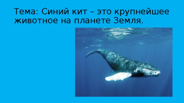 Тема: Синий кит – это крупнейшее животное на планете Земля. 