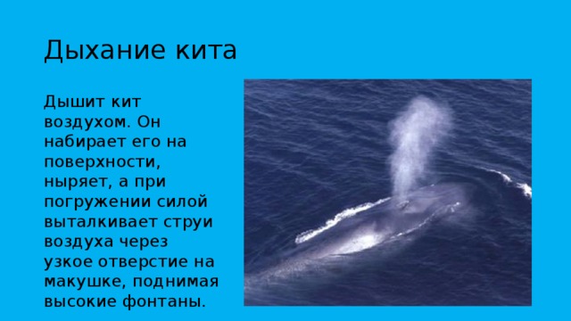 Дыхание кита Дышит кит воздухом. Он набирает его на поверхности, ныряет, а при погружении силой выталкивает струи воздуха через узкое отверстие на макушке, поднимая высокие фонтаны. 