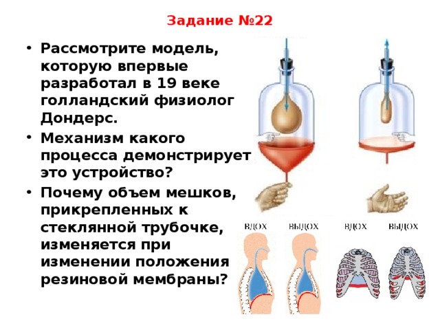 Задание №22 Рассмотрите модель, которую впервые разработал в 19 веке голландский физиолог Дондерс. Механизм какого процесса демонстрирует это устройство? Почему объем мешков, прикрепленных к стеклянной трубочке, изменяется при изменении положения резиновой мембраны? 