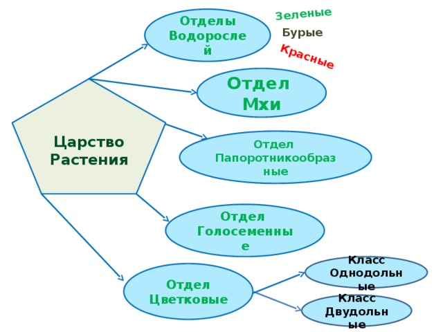 Зеленые Красные Отделы Водорослей Бурые Отдел Мхи Царство Растения Отдел Папоротникообразные Отдел Голосеменные Класс Однодольные Отдел Цветковые Класс Двудольные 